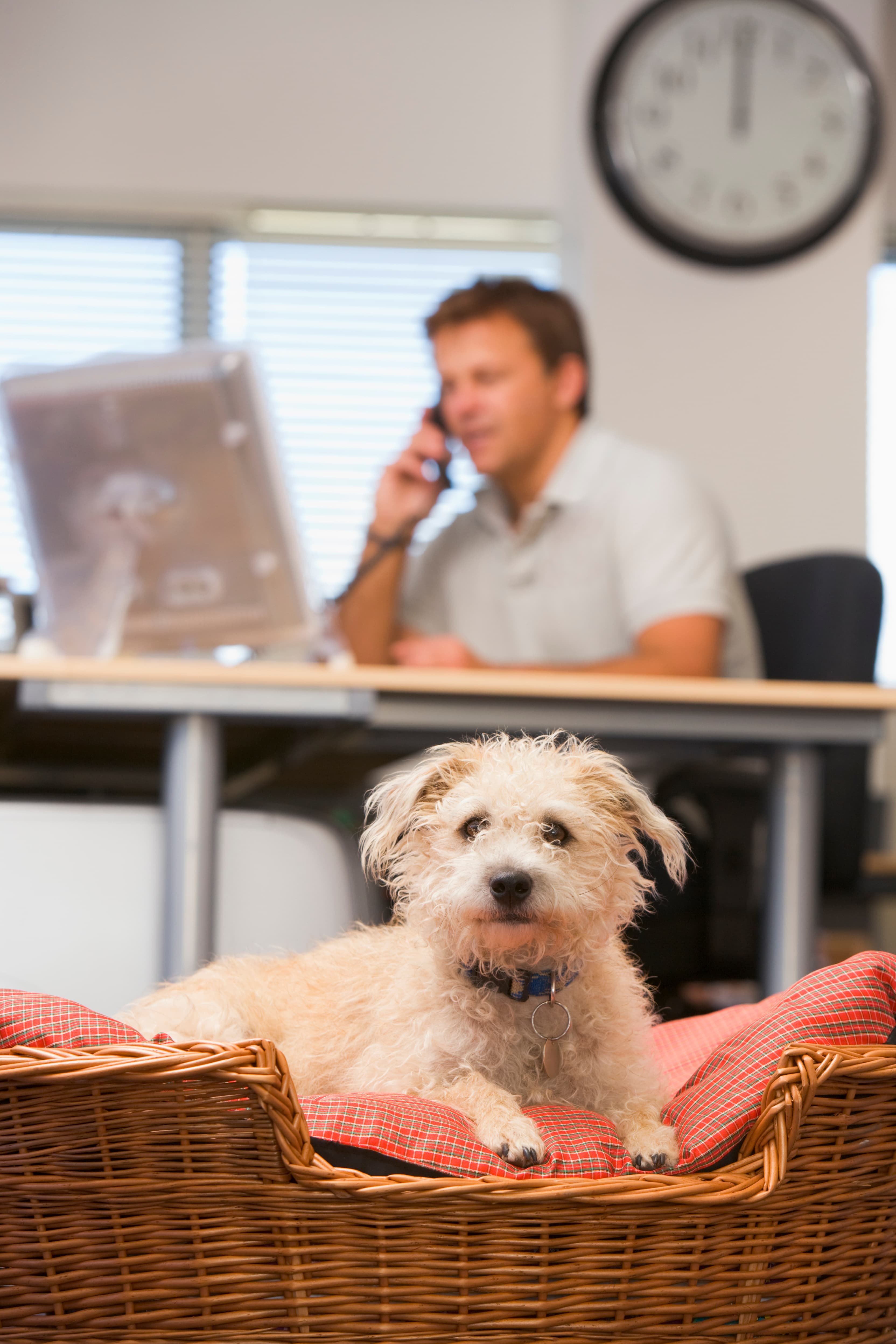 Man on the phone at a desk with dog in a basket looking into camera in foreground